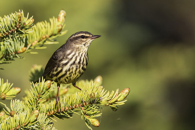 northern waterthrush 053115_MG_2040 