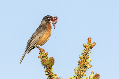 american robin 060515_MG_2205 