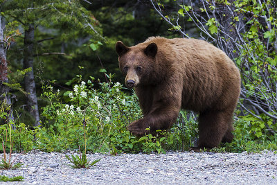 black bear 060715_MG_4226 