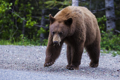 black bear 060715_MG_4271
