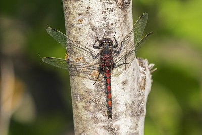 dragonfly 061015_MG_3071 