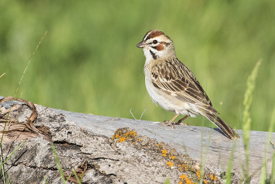 lark sparrow 061215_MG_3680 