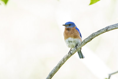 eastern bluebird 061515_MG_3808 