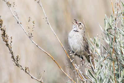 brewer's sparrow 062115_MG_6615 
