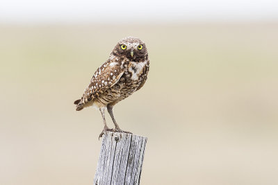 burrowing owl 062115_MG_6827 