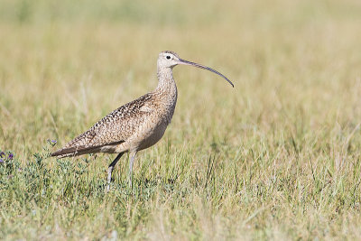 long-billed curlew 062115_MG_8241 
