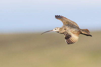 long-billed curlew 062115_MG_8267 