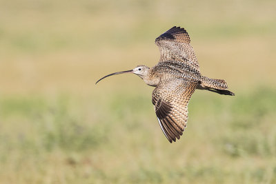 long-billed curlew 062115_MG_8649 