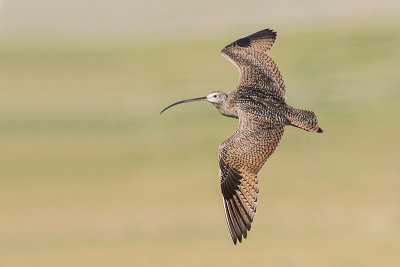 long-billed curlew 062115_MG_8654 