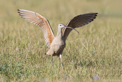 long-billed curlew 062115_MG_8659 