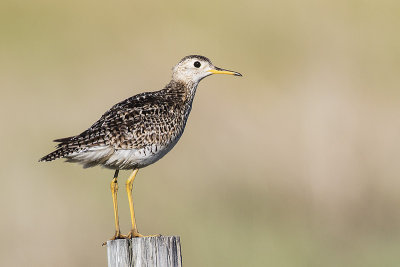 upland sandpiper 062015_MG_6099 