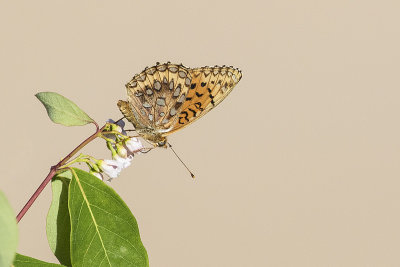 Atlantis Fritillary 062715_MG_9120
