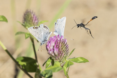 Greenish Blues and Wasp 062715_MG_9223
