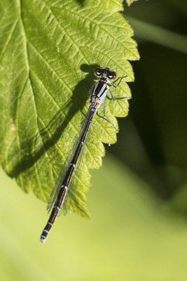 damselfly 062815_MG_1099