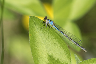 damselfly 062815_MG_1600