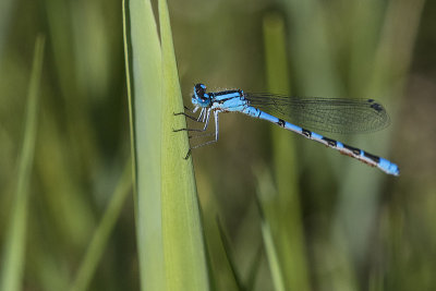 damselfly 062815_MG_1631