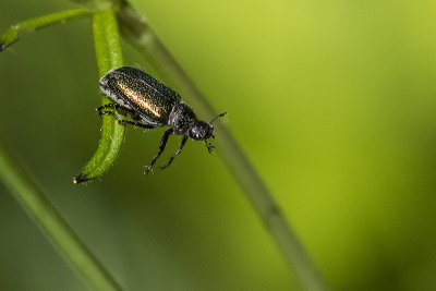scarab beetle 062815_MG_1588 