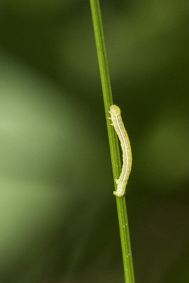 caterpillar 062815_MG_1521 