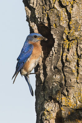 eastern bluebird 062815_MG_1700 