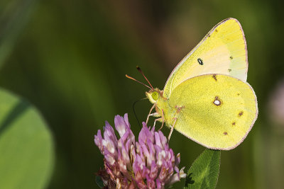 butterfly071215_MG_1350