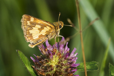 ? skipper 071215_MG_1766