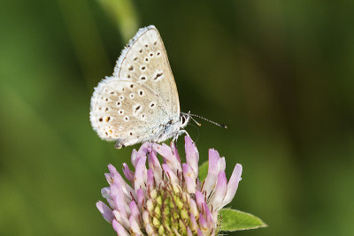 ? blue 071215_MG_9153