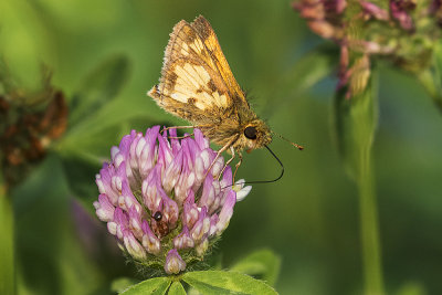 ? skipper 071215_MG_9463