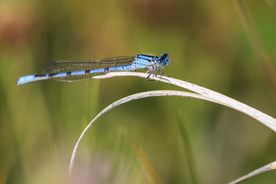 ? damselfly 071115_MG_8678