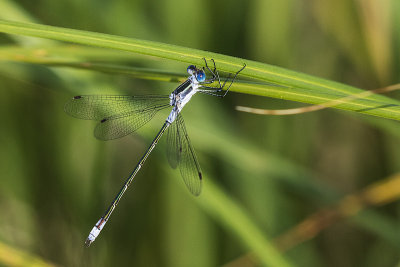 ? spreadwing 071215_MG_0957