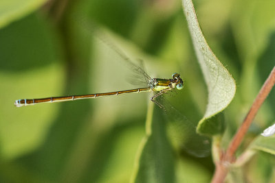sedge sprite 071215_MG_1153
