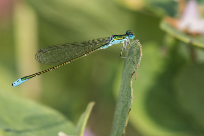 sedge sprite 071215_MG_1174
