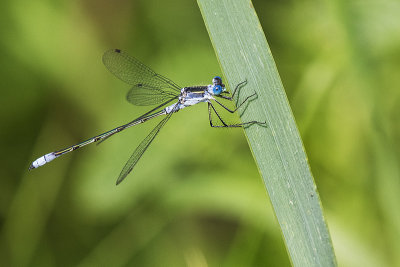 ? spreadwing 071215_MG_1638