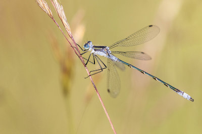 ? spreadwing 071215_MG_9135