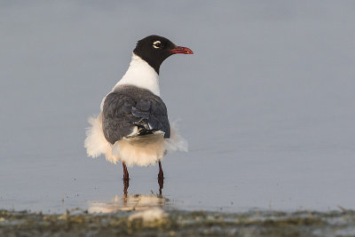 franklin's gull 071115_MG_6234 