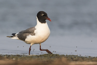 franklin's gull 071115_MG_6508 