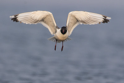 franklin's gull 071115_MG_6771 