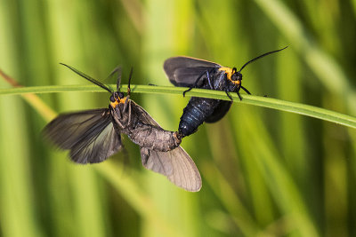 yellow-collared scape moths 071215_MG_0148