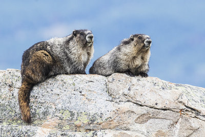 hoary marmots 071815_MG_3434 