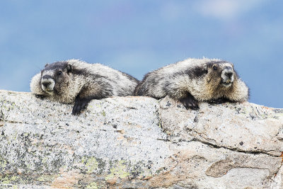 hoary marmots 071815_MG_3488 