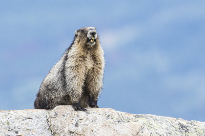 hoary marmot 071815_MG_3503 