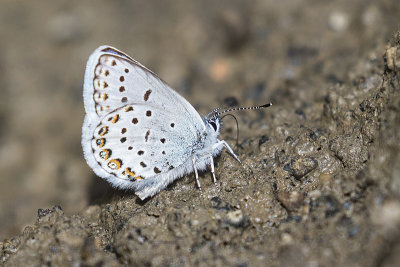 Northern Blue 070315_MG_4807