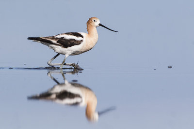 american avocet 072615_MG_5643