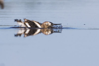 american avocet 072615_MG_5652