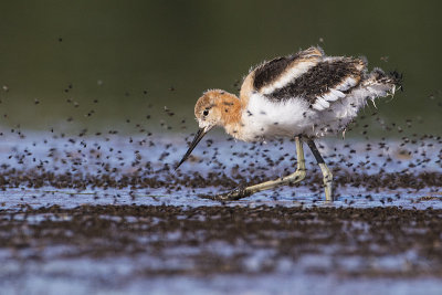 american avocet 072615_MG_6057