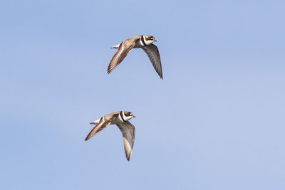 semipalmated plover 072615_MG_7144