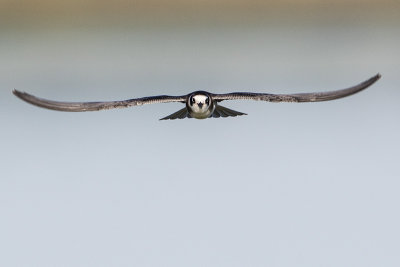 black tern 080915_MG_8384 