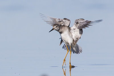 lesser yellowlegs 080915_MG_9232