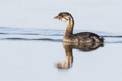 pied-billed grebe 080915_MG_8299
