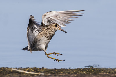 pectoral sandpiper 080915_MG_9533 