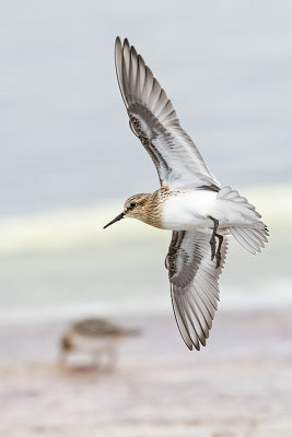 baird's sandpiper 081615_MG_0567 